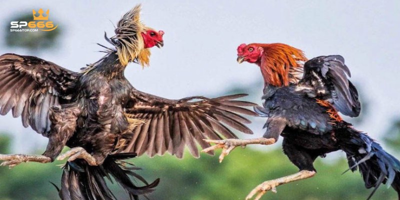 Hướng Dẫn Chơi Đá Gà Thomo Trực Tuyến Tại Sân Chơi SP666 1 Nắm rõ luật chơi đá gà Thomo chi tiết