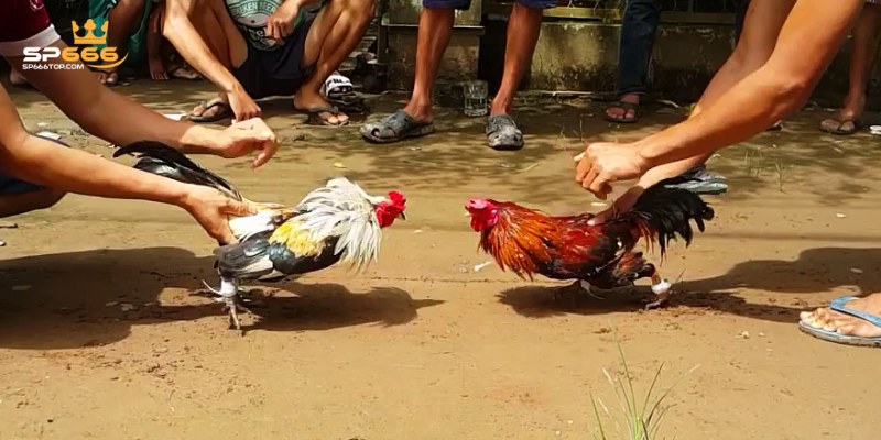 Đá Gà Trực Tiếp C1 - Sân Chơi Đẳng Cấp Hàng Đầu Châu Á 2 Đá gà cựa sắt chinh phục đông đảo khách hàng tham gia